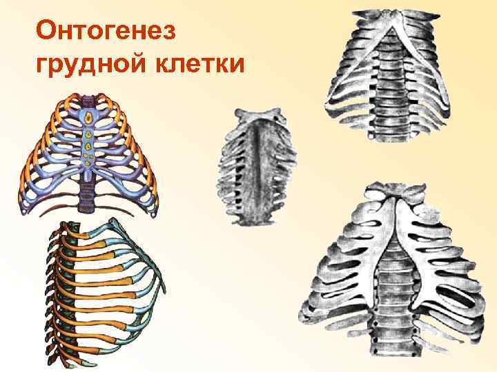 Онтогенез грудной клетки 