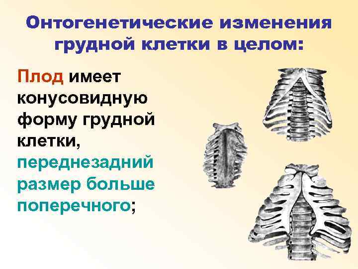 Онтогенетические изменения грудной клетки в целом: Плод имеет конусовидную форму грудной клетки, переднезадний размер