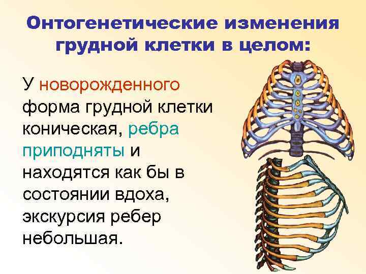 Онтогенетические изменения грудной клетки в целом: У новорожденного форма грудной клетки коническая, ребра приподняты