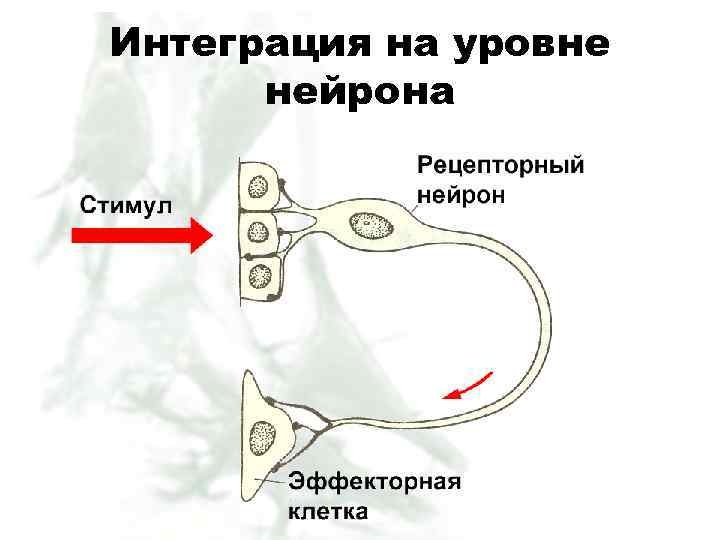 Интеграция на уровне нейрона 