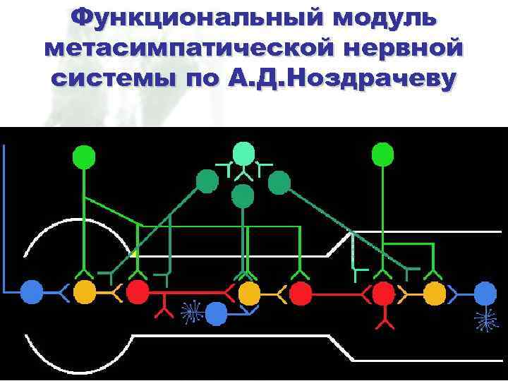 Функциональный модуль метасимпатической нервной системы по А. Д. Ноздрачеву 