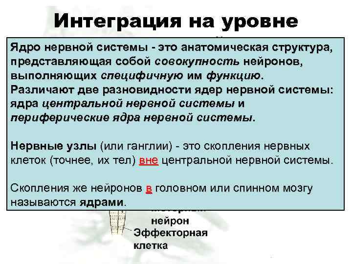 Интеграция на уровне скопления нейронов Ядро нервной системы - это анатомическая структура, представляющая собой