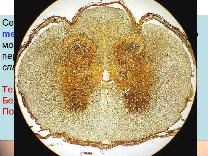 Сегмент спинного мозга Сегментом спинного мозга (segmentum medulla spinalis) называют участок спинного мозга, соответствующий