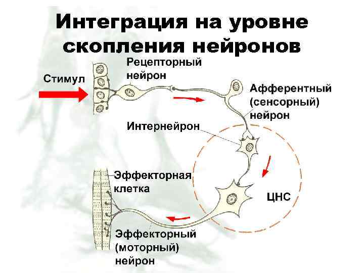 Интеграция на уровне скопления нейронов 