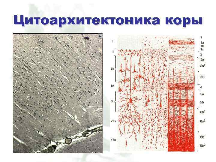 Цитоархитектоника коры 