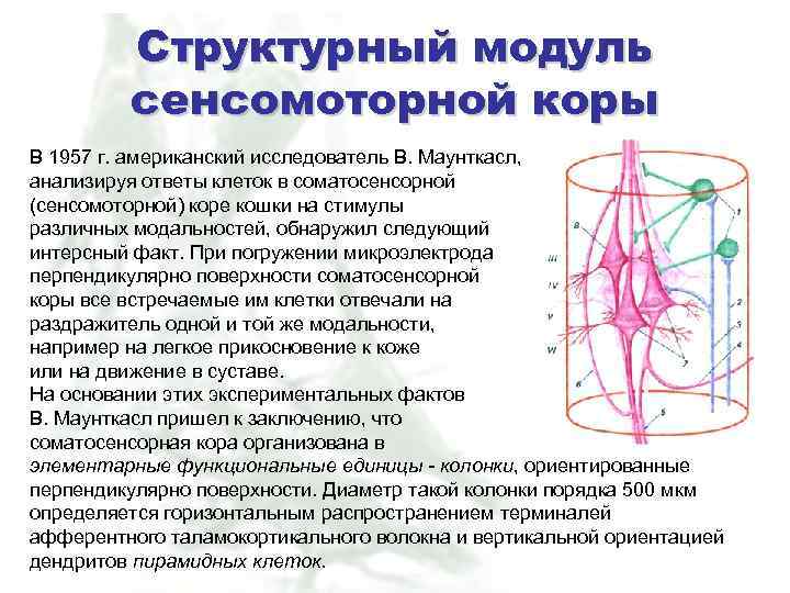 Филогенетические координации и онтогенетические корреляции