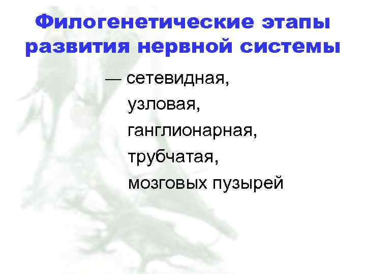 Филогенетические этапы развития нервной системы — сетевидная, узловая, ганглионарная, трубчатая, мозговых пузырей 
