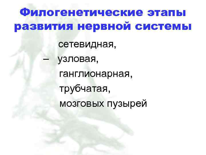 Филогенетические этапы развития нервной системы сетевидная, – узловая, ганглионарная, трубчатая, мозговых пузырей 