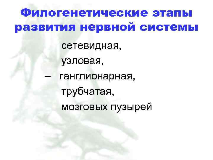 Филогенетические этапы развития нервной системы сетевидная, узловая, – ганглионарная, трубчатая, мозговых пузырей 