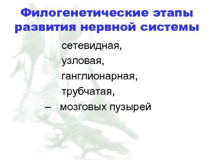 Филогенетические этапы развития нервной системы сетевидная, узловая, ганглионарная, трубчатая, – мозговых пузырей 