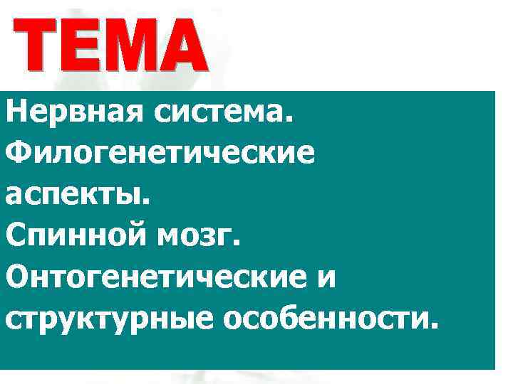 Нервная система. Филогенетические аспекты. Спинной мозг. Онтогенетические и структурные особенности. 