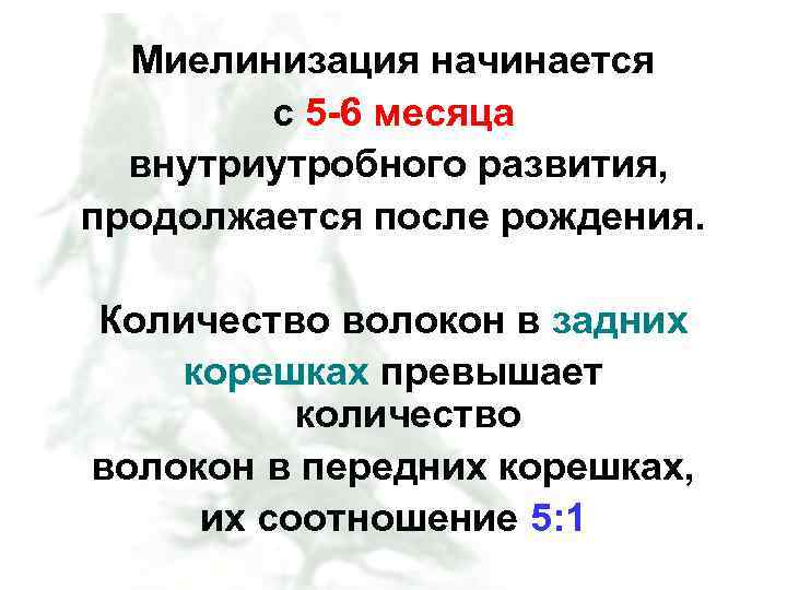 Миелинизация начинается с 5 -6 месяца внутриутробного развития, продолжается после рождения. Количество волокон в