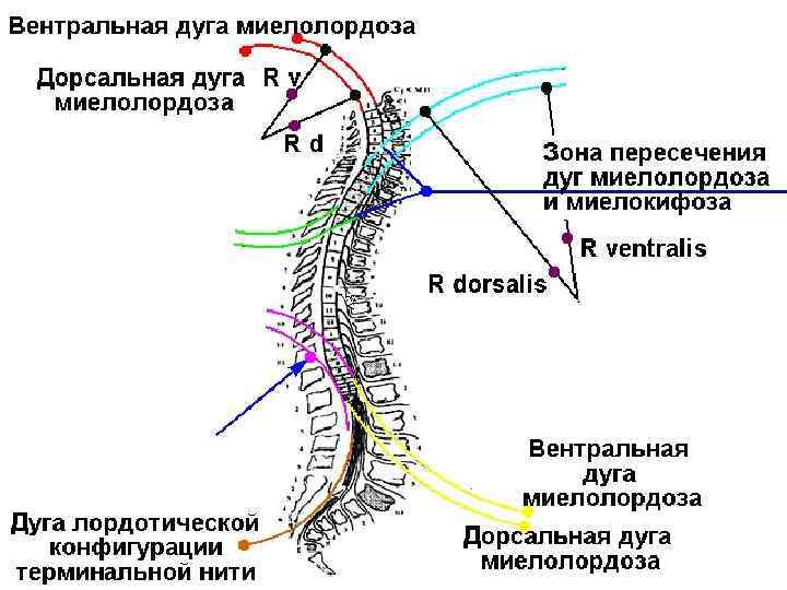 Цепочка нервной системы. Вентральный и дорсальный. Вентральная дорсальная часть это. Дорсальная дуга. Вентральная дорсальная латеральная.