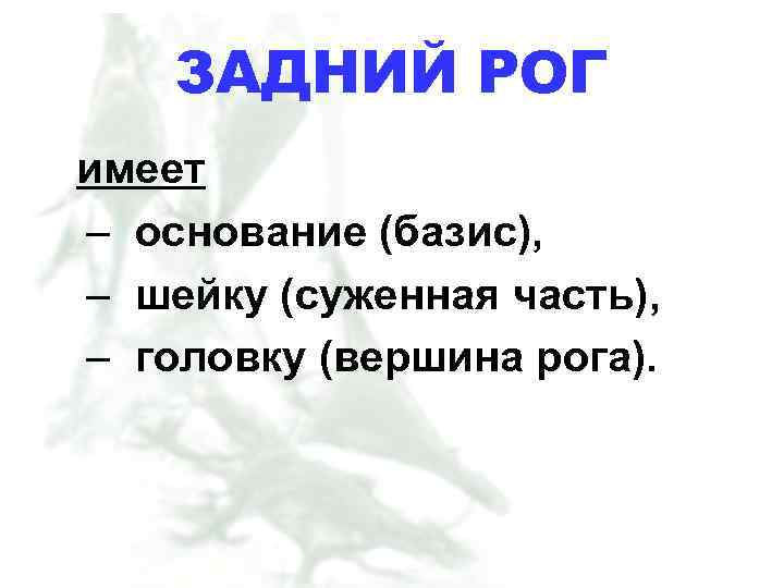 ЗАДНИЙ РОГ имеет – основание (базис), – шейку (суженная часть), – головку (вершина рога).