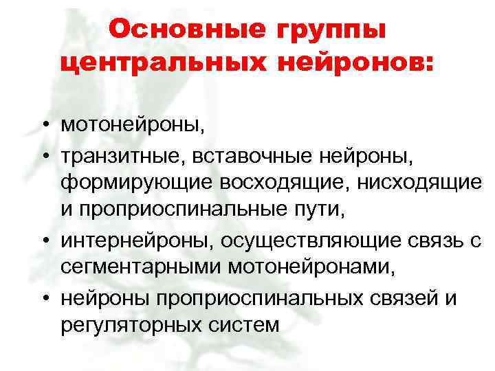 Основные группы центральных нейронов: • мотонейроны, • транзитные, вставочные нейроны, формирующие восходящие, нисходящие и