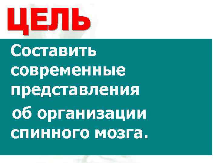 Составить современные представления об организации спинного мозга. 