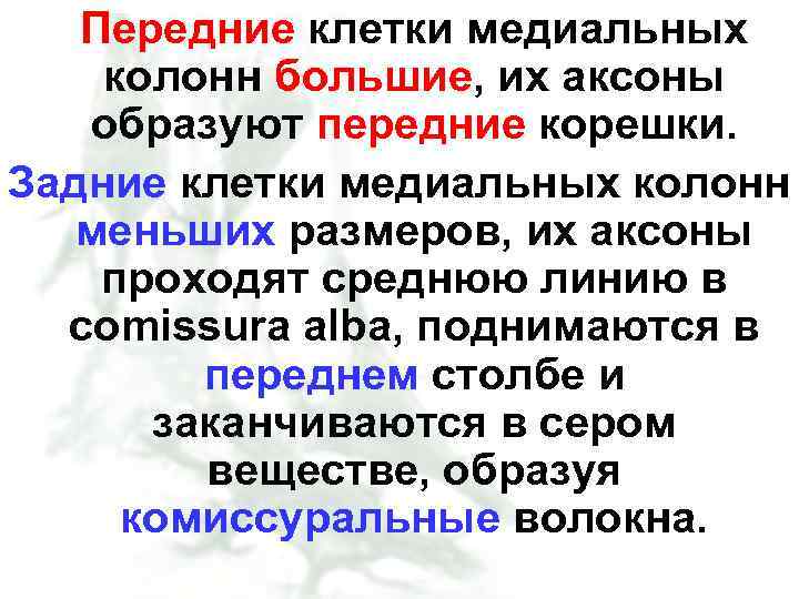 Передние клетки медиальных колонн большие, их аксоны образуют передние корешки. Задние клетки медиальных колонн