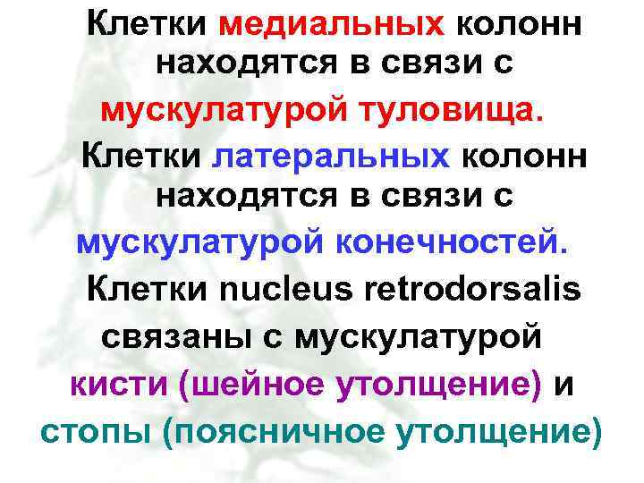 Клетки медиальных колонн находятся в связи с мускулатурой туловища. Клетки латеральных колонн находятся в