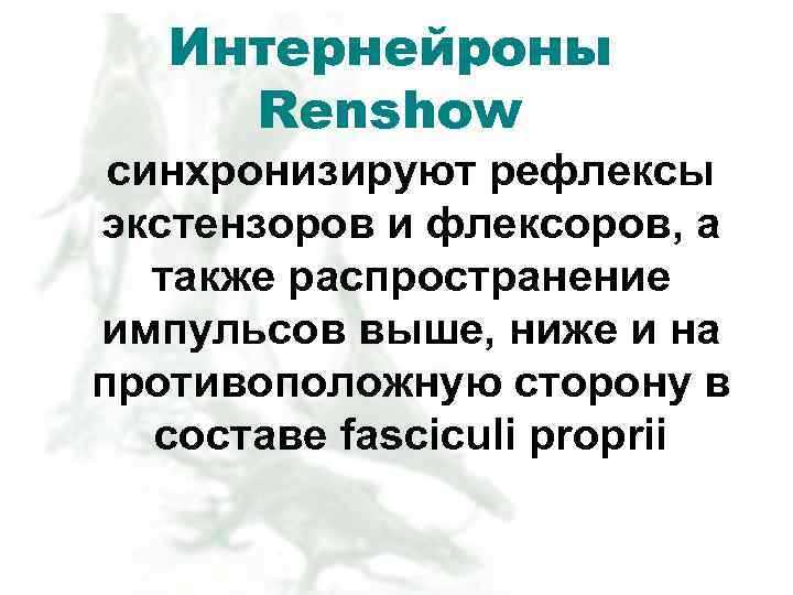 Интернейроны Renshow cинхронизируют рефлексы экстензоров и флексоров, а также распространение импульсов выше, ниже и