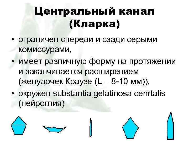 Центральный канал (Кларка) • ограничен спереди и сзади серыми комиссурами, • имеет различную форму