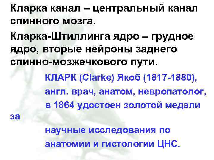 Кларка канал – центральный канал спинного мозга. Кларка-Штиллинга ядро – грудное ядро, вторые нейроны