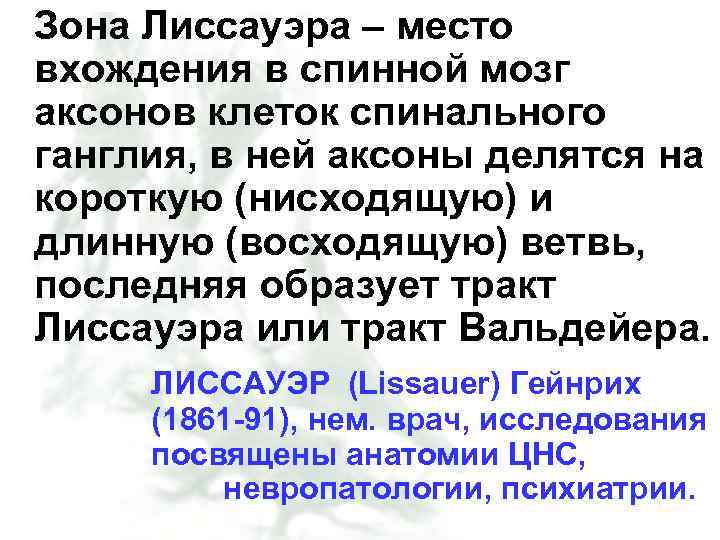 Зона Лиссауэра – место вхождения в спинной мозг аксонов клеток спинального ганглия, в ней