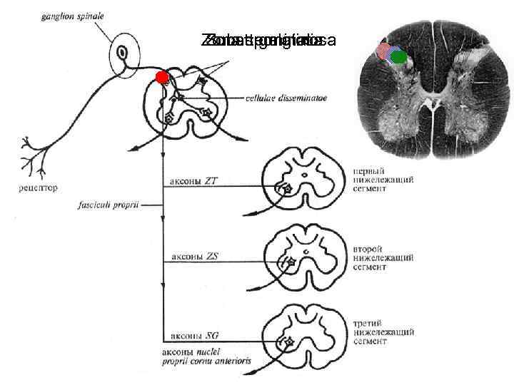 Zona spongiosa Subst. gelatinosa Zona terminalis 