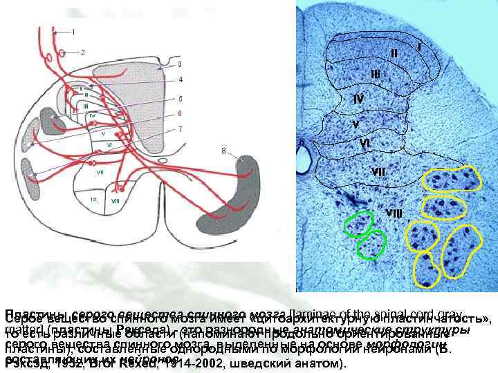 Пластины серого вещества спинного мозга [laminae of the spinal cord gray Серое вещество спинного