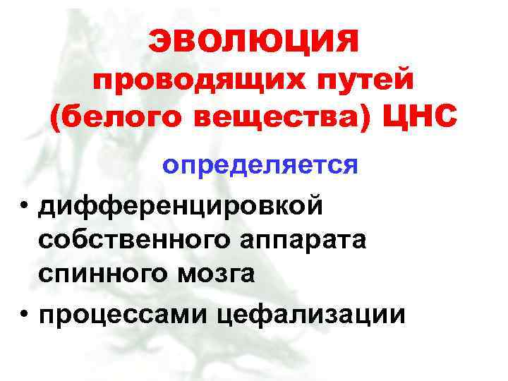 ЭВОЛЮЦИЯ проводящих путей (белого вещества) ЦНС определяется • дифференцировкой собственного аппарата спинного мозга •