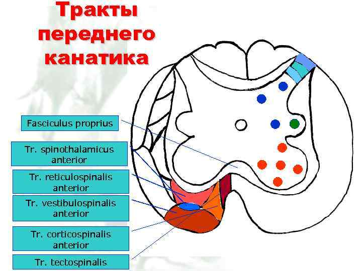 Тракты переднего канатика Fasciculus proprius Tr. spinothalamicus anterior Tr. reticulospinalis anterior Tr. vestibulospinalis anterior