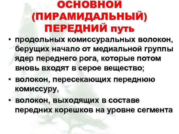 ОСНОВНОЙ (ПИРАМИДАЛЬНЫЙ) ПЕРЕДНИЙ путь • продольных комиссуральных волокон, берущих начало от медиальной группы ядер