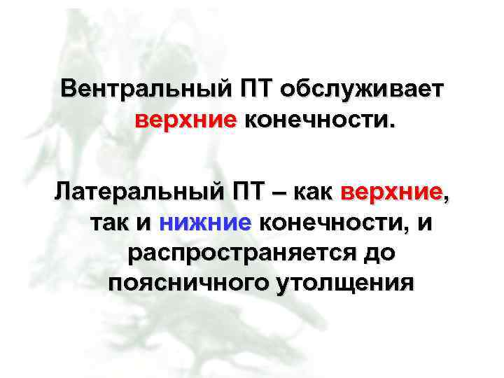 Вентральный ПТ обслуживает верхние конечности. Латеральный ПТ – как верхние, так и нижние конечности,