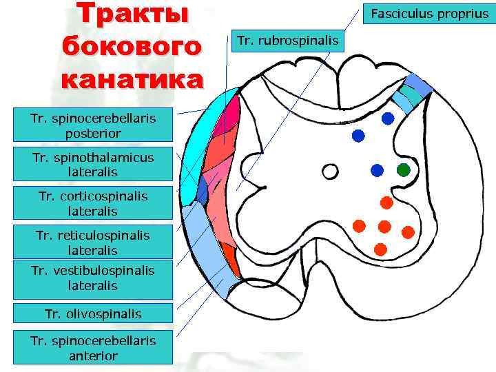 Тракты бокового канатика Tr. spinocerebellaris posterior Tr. spinothalamicus lateralis Tr. corticospinalis lateralis Tr. reticulospinalis