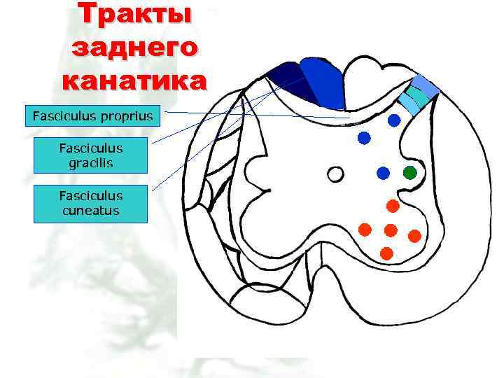 Тракты заднего канатика Fasciculus proprius Fasciculus gracilis Fasciculus cuneatus 