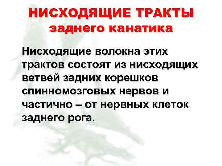 НИСХОДЯЩИЕ ТРАКТЫ заднего канатика Нисходящие волокна этих трактов состоят из нисходящих ветвей задних корешков