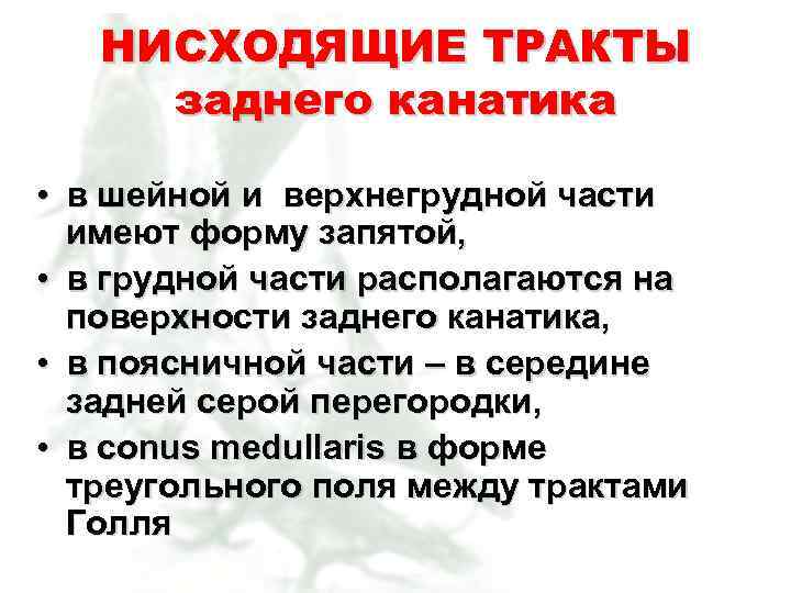 НИСХОДЯЩИЕ ТРАКТЫ заднего канатика • в шейной и верхнегрудной части имеют форму запятой, •