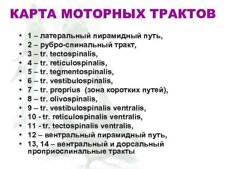 КАРТА МОТОРНЫХ ТРАКТОВ • • • • 1 – латеральный пирамидный путь, 2 –