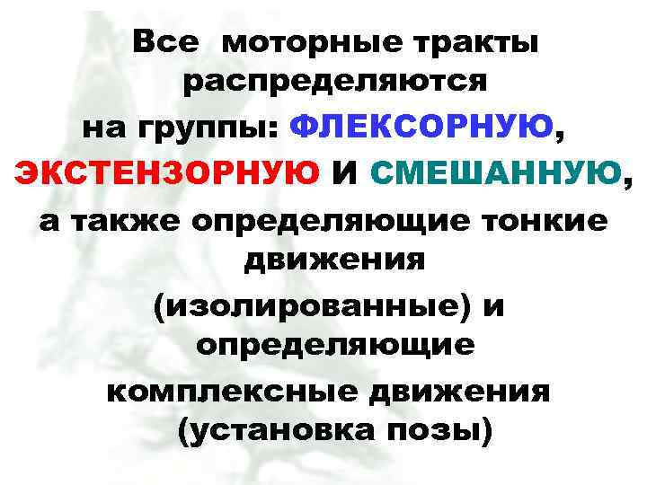 Все моторные тракты распределяются на группы: ФЛЕКСОРНУЮ, ЭКСТЕНЗОРНУЮ И СМЕШАННУЮ, а также определяющие тонкие