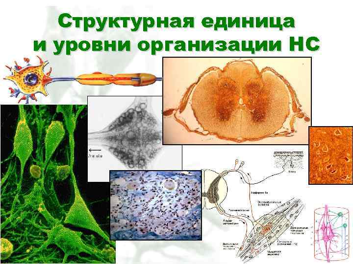 Структурная единица и уровни организации НС 