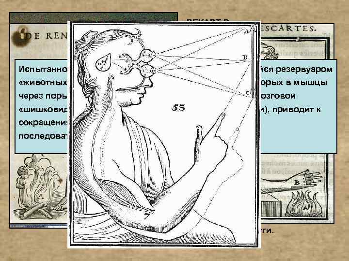 ДЕКАРТ Рене (Descartes Rene 1596 -1650), французский философ, математик, физик и физиолог. Испытанное воздействие