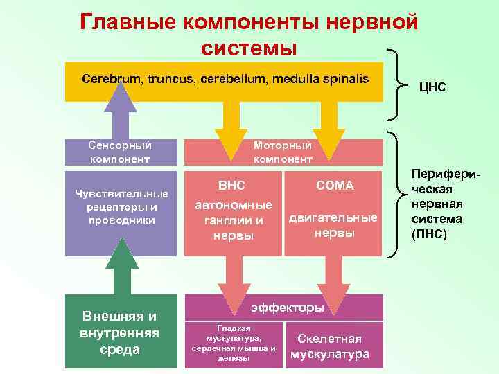 Основные элементы центров. Компоненты нервной системы. Структурные элементы нервной системы.