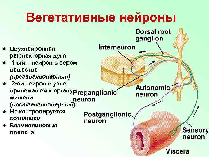 Двигательный вегетативный нейрон