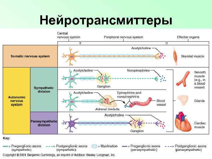 Нейротрансмиттеры 