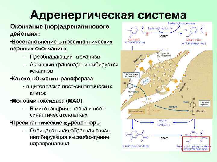 Адренергическая система Окончание (нор)адреналинового действия: • Восстановление в пресинаптических нервных окончаниях – Преобладающий механизм