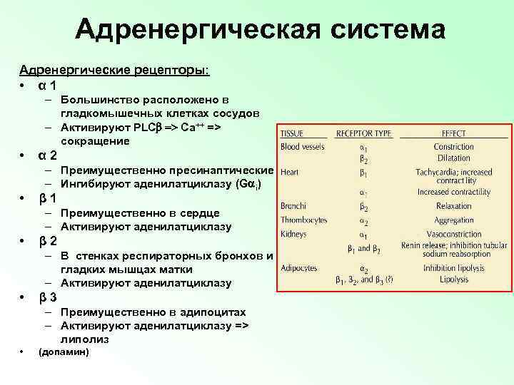 Адренергическая система Адренергические рецепторы: • α 1 – Большинство расположено в гладкомышечных клетках сосудов