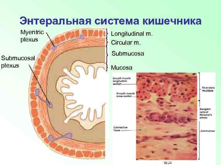 Энтеральная система кишечника Myentric plexus Submucosal plexus Longitudinal m. Circular m. Submucosa Mucosa 