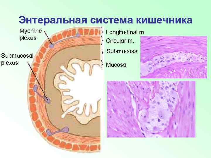 Энтеральная система кишечника Myentric plexus Submucosal plexus Longitudinal m. Circular m. Submucosa Mucosa 