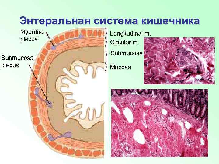 Энтеральная система кишечника Myentric plexus Submucosal plexus Longitudinal m. Circular m. Submucosa Mucosa 