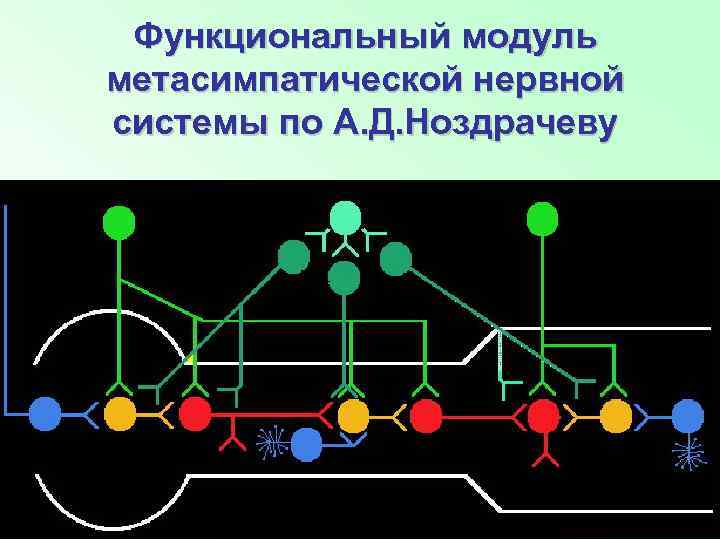 Функциональный модуль метасимпатической нервной системы по А. Д. Ноздрачеву 