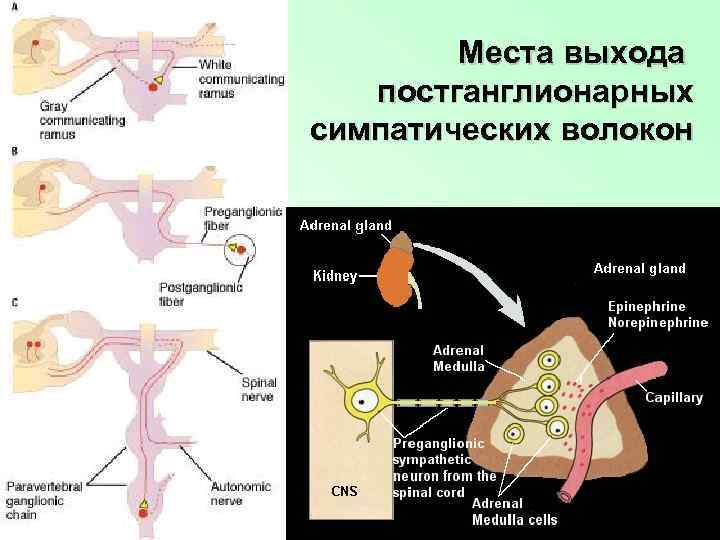 Места выхода постганглионарных симпатических волокон 